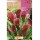 S.BOLBO SAQUETA JARROS MAJESTIC RED-EBCA9200