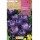 S.BOLBO SAQUETA CROCUS REMEMBRANCE -AZUL<br><br>