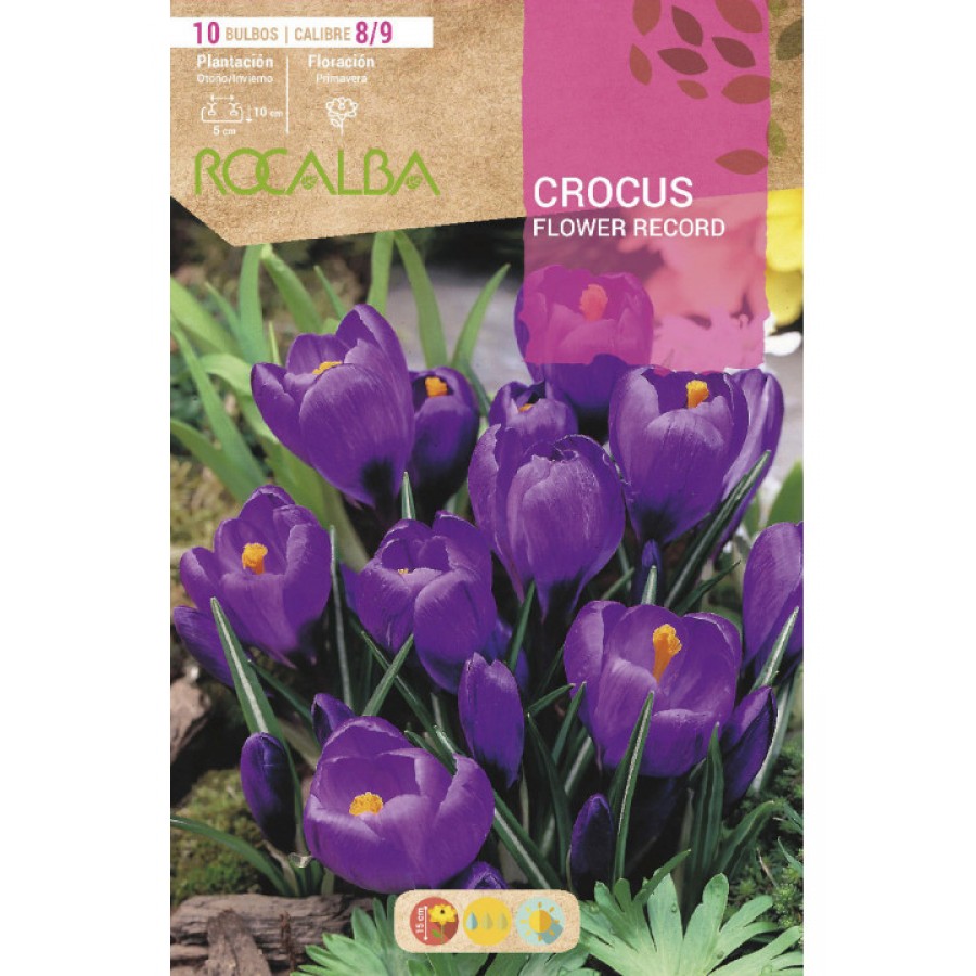 S.BOLBO SAQUETA CROCUS FLOWER RECORD -PURPURA-EBCR6215<br> S.BOLBO SAQUETA CROCUS FLOWER RECORD -PURPURA-EBCR6215<br>