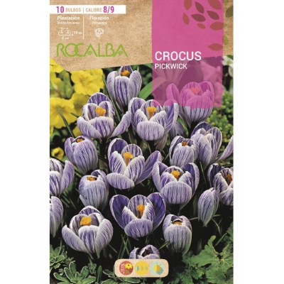 S.BOLBO SAQUETA CROCUS  PICKWICK -AZUL ESTRIADO DE BLANCO-EBCR6225