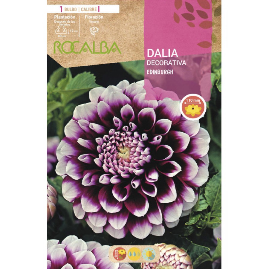 S.BOLBO SAQUETA DALIA DECORATIVA EDINBURGH-EBDD8260