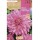 S.BOLBO SAQUETA DALIA DECORATIVA LAVENDER PERFECTION-EBDD8275