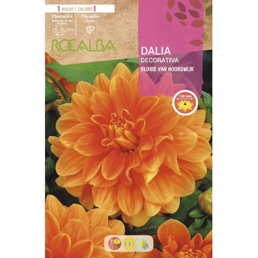 S.BOLBO SAQUETA DALIA DECORATIVA GLORIE VAN NOORDWIJK S.BOLBO SAQUETA DALIA DECORATIVA GLORIE VAN NOORDWIJK