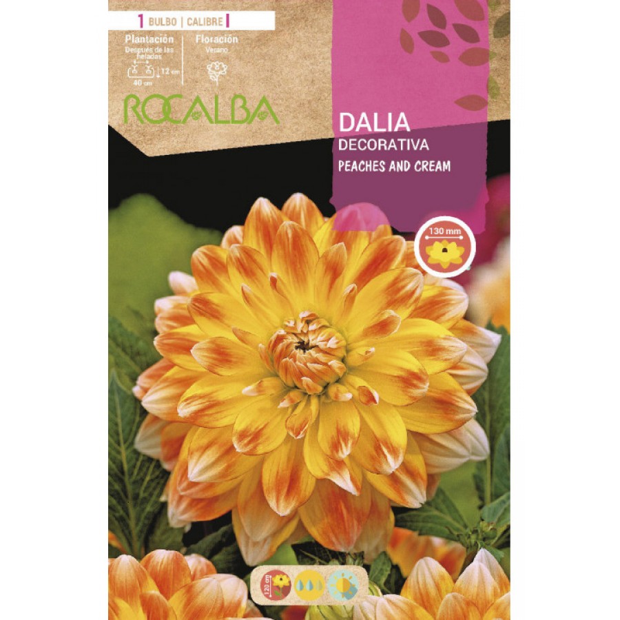 S.BOLBO SAQUETA DALIA DECORATIVA PEACHES AND CREAM