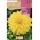 S.BOLBO SAQUETA DALIA DECORATIVA KELVIN FLOODLIGHT-EBDD8315