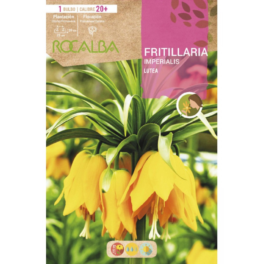 S.BOLBO SAQUETA ROCALBA FRITILARIA IMPERIALIS LUTEA -EBFT6465<br><br>