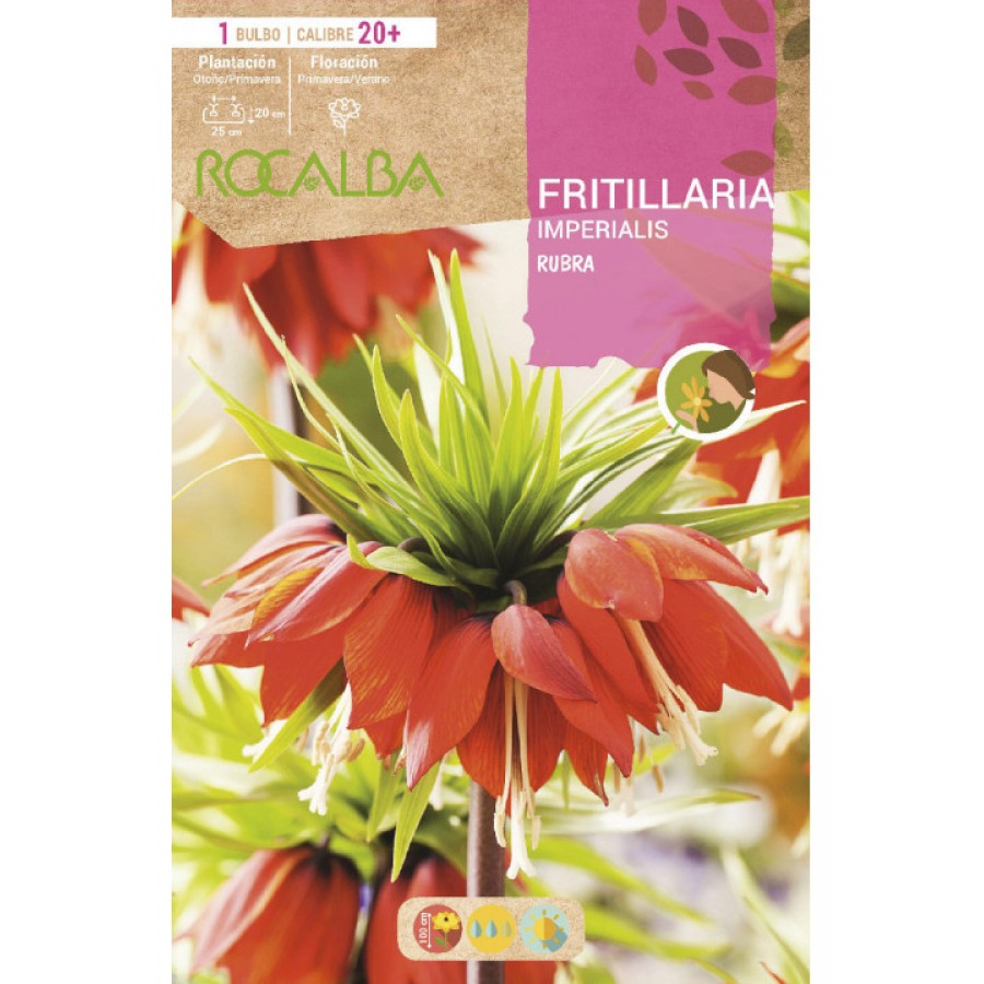 S.BOLBO SAQUETA ROCALBA FRITILARIA IMPERIALIS RUBRA -EBFT6475<br>