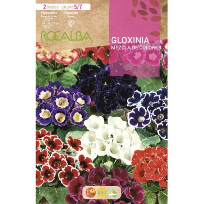 S.BOLBO SAQUETA GLOXINIAS MISTURA CORES