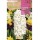 S.BOLBO SAQUETA JACINTO BRANCO CARNEGIE - EBJN5470
