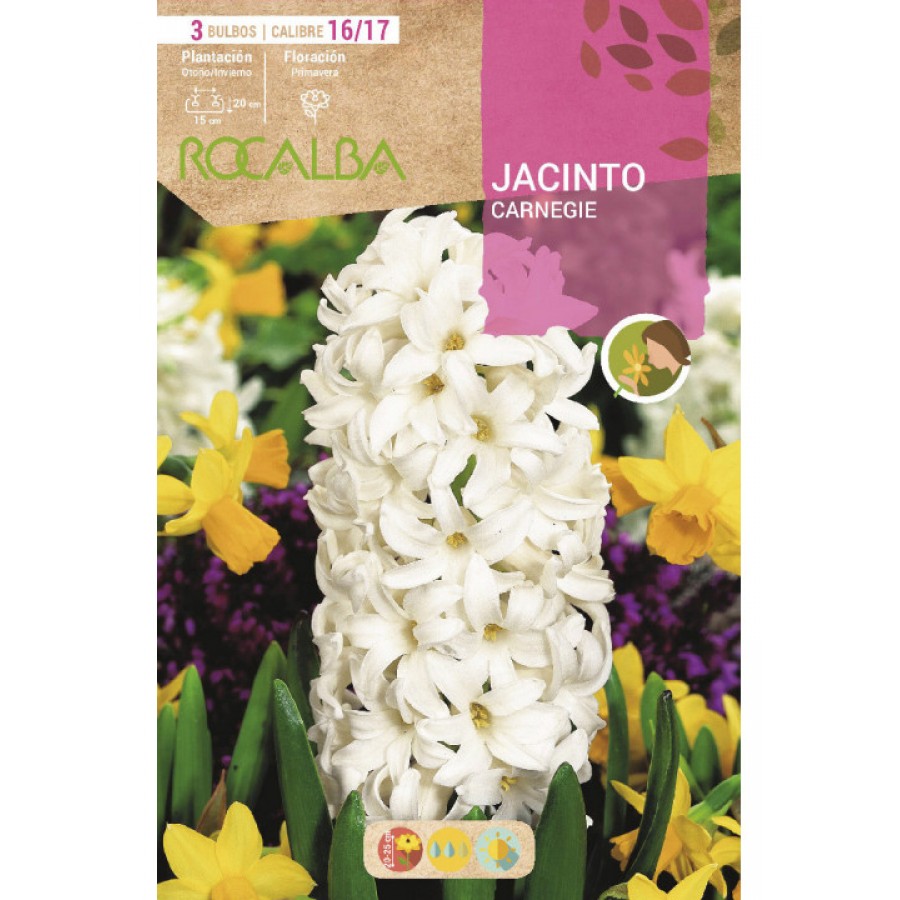 S.BOLBO SAQUETA JACINTO BRANCO CARNEGIE - EBJN5470