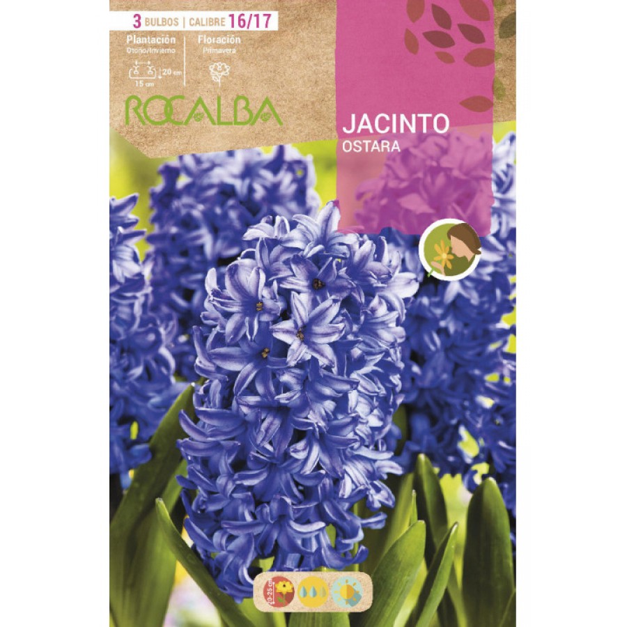 S.BOLBO SAQUETA JACINTO AZUL CELESTE OSTARA - EBJN5480