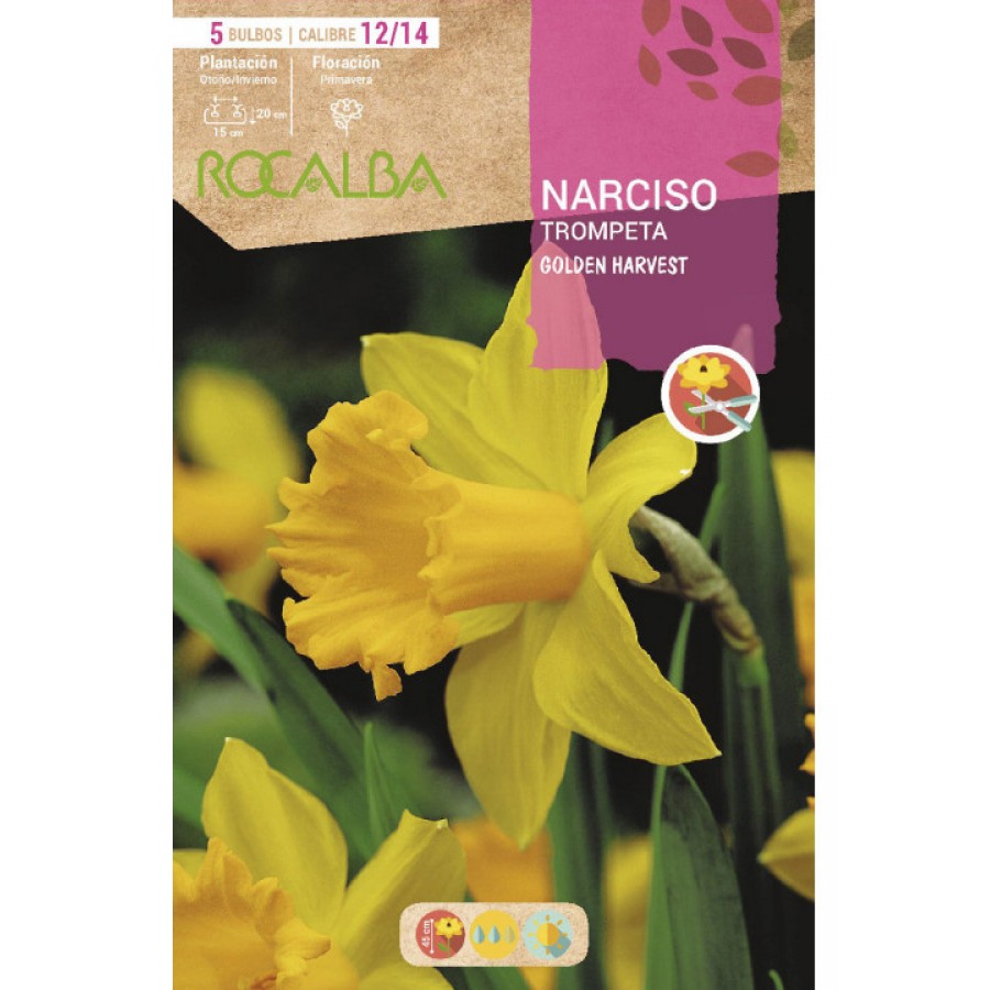 S.BOLBO SAQUETA ROCALBA NARCISO TROMPETA GOLDEN HARVEST -AMARELO-EBNT5655 S.BOLBO SAQUETA ROCALBA NARCISO TROMPETA GOLDEN HARVEST -AMARELO-EBNT5655