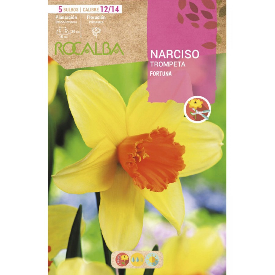 S.BOLBO SAQUETA ROCALBA NARCISO TROMPETA FORTUNA-EBNT5665 S.BOLBO SAQUETA ROCALBA NARCISO TROMPETA FORTUNA-EBNT5665