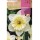 S.BOLBO SAQUETA ROCALBA NARCISOICE FOLLIES -BLANCO CR.CORAZON NARANJA<br><br>