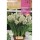 S.BOLBO SAQUETA NARCISOS TAZZETA AVALANCHE -BRANCO CENTRO AMARELO-EBNZ5750