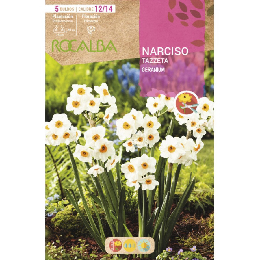 S.BOLBO SAQUETA NARCISOS TAZZETA GERANIUM -BLANCO CENTRO NARANJA -EBNZ5760