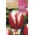 S.BOLBO SAQUETA TULIPA VERMELHA LEEN V.D.MARK  -EBTN5025