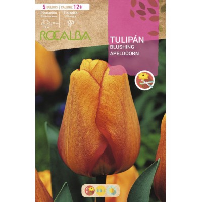 S.BOLBO SAQUETA TULIPA AMARELA BLUSHING APELDOORN -EBTN5040