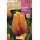 S.BOLBO SAQUETA TULIPA AMARELA BLUSHING APELDOORN -EBTN5040