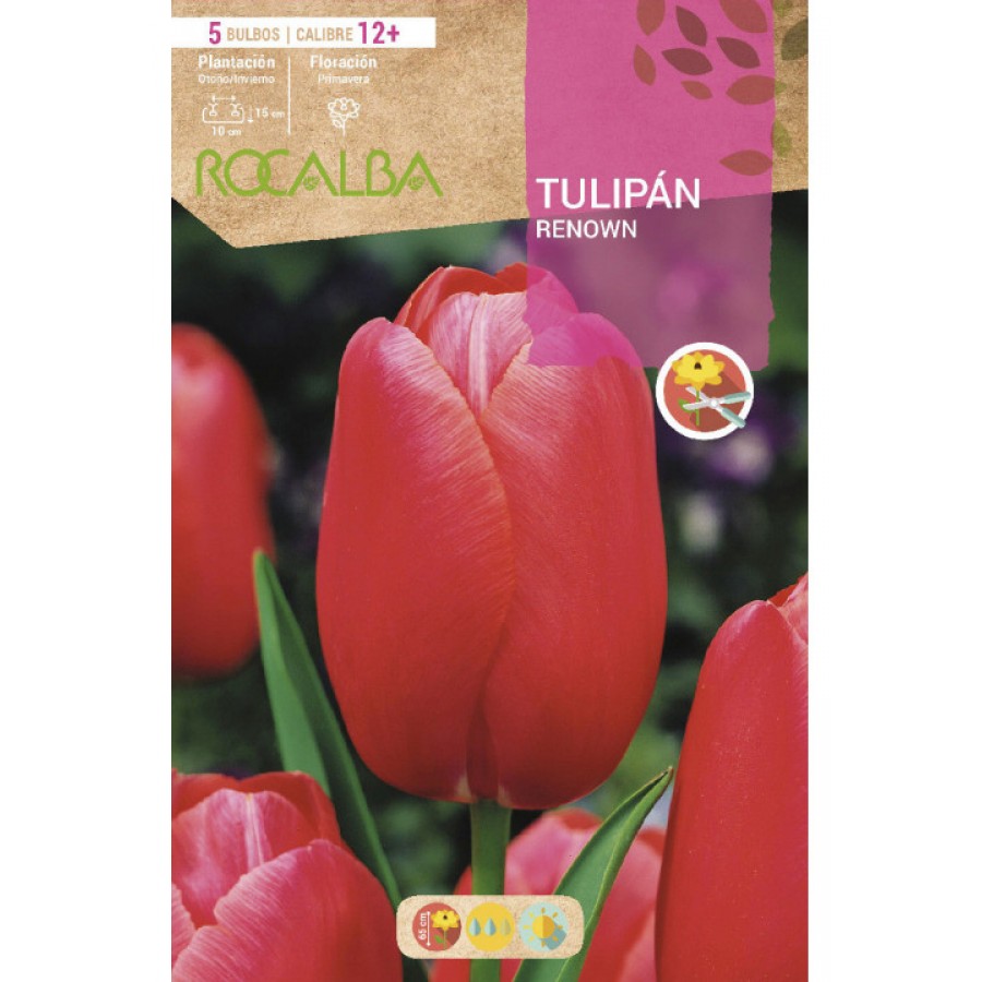 S.BOLBO SAQUETA TULIPA VERMELHA RENOWN -EBTN5050 S.BOLBO SAQUETA TULIPA VERMELHA RENOWN -EBTN5050