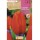 S.BOLBO SAQUETA TULIPA LARANJA ORANGE CASSINI -EBTN5060