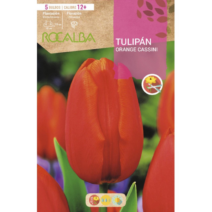 S.BOLBO SAQUETA TULIPA LARANJA ORANGE CASSINI -EBTN5060