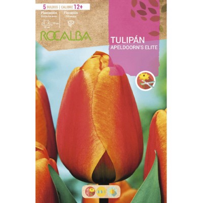S.BOLBO SAQUETA TULIPA VERMELHA/ AMARELA APELDOORN'S ELITE -EBTN5085