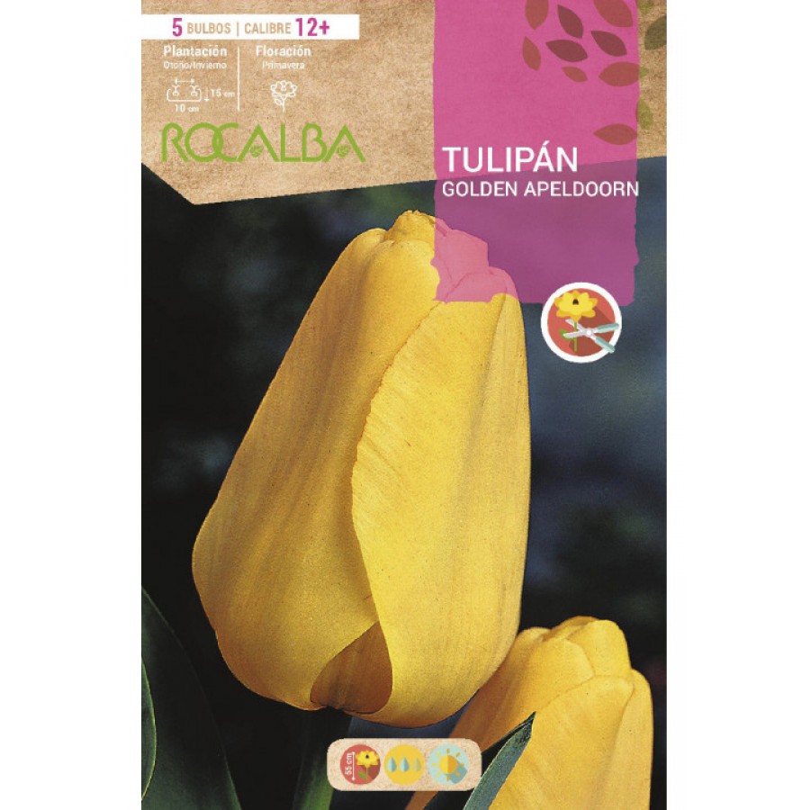 S.BOLBO SAQUETA TULIPA AMARELA GOLDEN APELDOORN -EBTN5095 S.BOLBO SAQUETA TULIPA AMARELA GOLDEN APELDOORN -EBTN5095