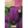S.BOLBO SAQUETA TULIPA PURPURA PURPLE FLAG -EBTN5115