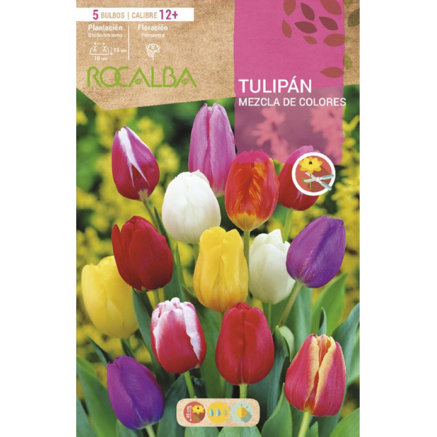 S.BOLBO SAQUETA TULIPA MISTURA CORES -EBTN5130 S.BOLBO SAQUETA TULIPA MISTURA CORES -EBTN5130