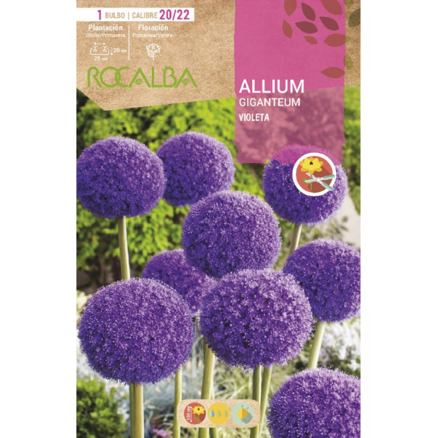 S.BOLBO SAQUETA ALLIUM GIGANTEUM VIOLETA -EBVV6630 S.BOLBO SAQUETA ALLIUM GIGANTEUM VIOLETA -EBVV6630