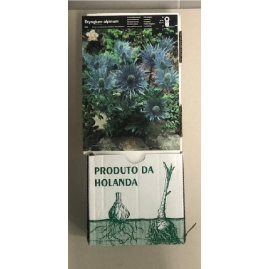 S.BOLBO GR ERYNGIUM - CAIXA 20 UNIDADES S.BOLBO GR ERYNGIUM - CAIXA 20 UNIDADES