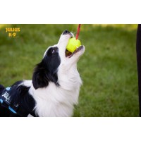 BOLA "JULIUS K-9" FLUORESCENTE C/ CORDA Ø 6 CM (AMARELA/DURA)