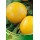 S.ARVORE FRUTO -AMEIXOEIRA EM VASO GOLDEN JAPAN