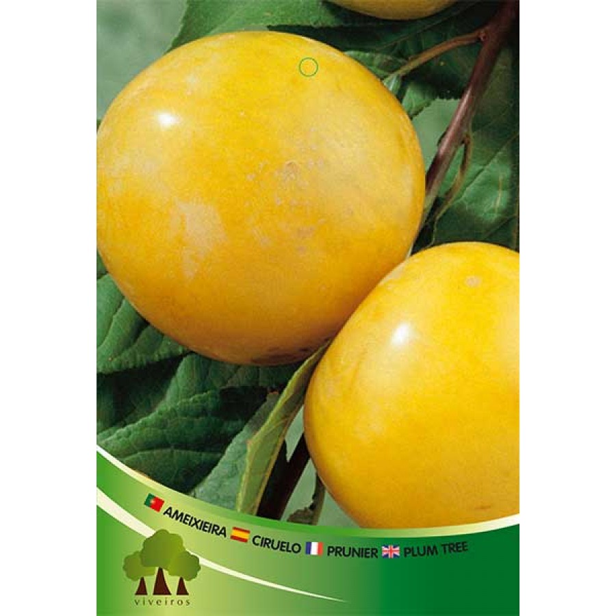 S.ARVORE FRUTO -AMEIXOEIRA EM VASO GOLDEN JAPAN S.ARVORE FRUTO -AMEIXOEIRA EM VASO GOLDEN JAPAN