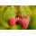 S.ARVORE FRUTO -FRAMBOESA RUBUS IDAEUS