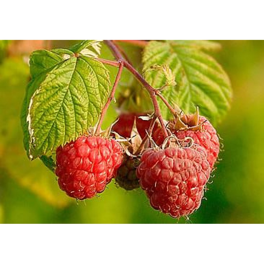 S.ARVORE FRUTO -FRAMBOESA RUBUS IDAEUS S.ARVORE FRUTO -FRAMBOESA RUBUS IDAEUS