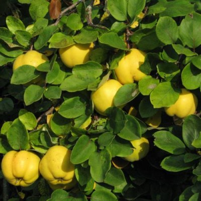 S.ARVORE FRUTO -MARMELEIRO EM VASO PORTUGUES
