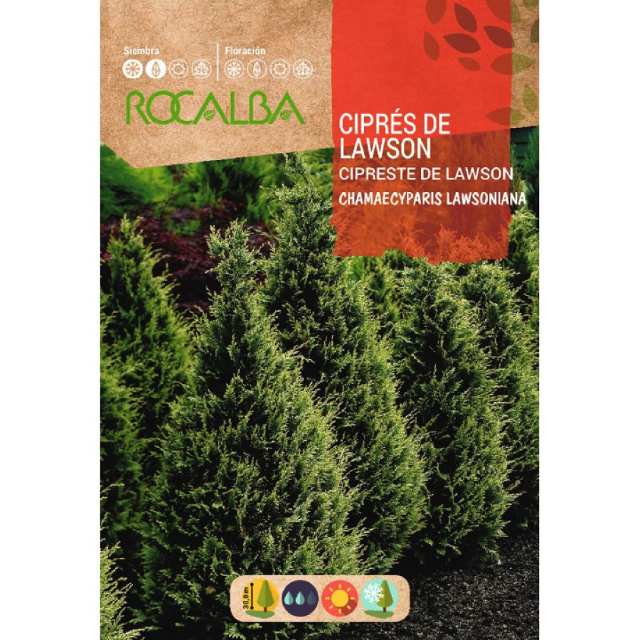 S.CIPRESTE DE LAWSON ROCALBA S.CIPRESTE DE LAWSON ROCALBA