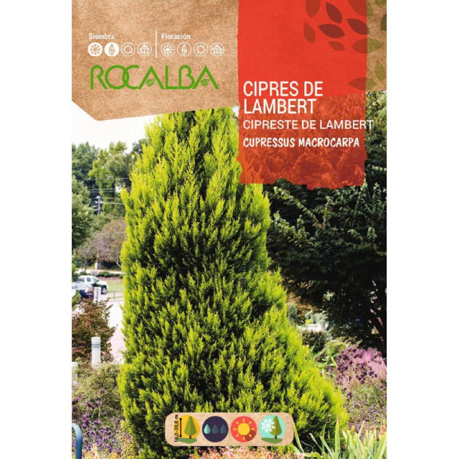 S.CIPRESTE ROCALBA DE LAMBERT S.CIPRESTE ROCALBA DE LAMBERT