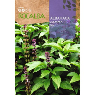 S.MANJERICÃO THAI Manjericão Thai (Manjericão Tailandês) – Erva Aromática Fresca