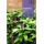 S.MANJERICÃO THAI Manjericão Thai (Manjericão Tailandês) – Erva Aromática Fresca