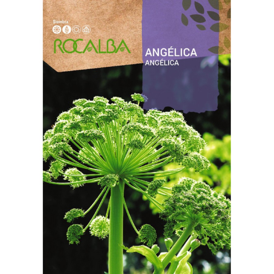 S.ANGELICA ROCALBA AROMATICA S.ANGELICA ROCALBA AROMATICA