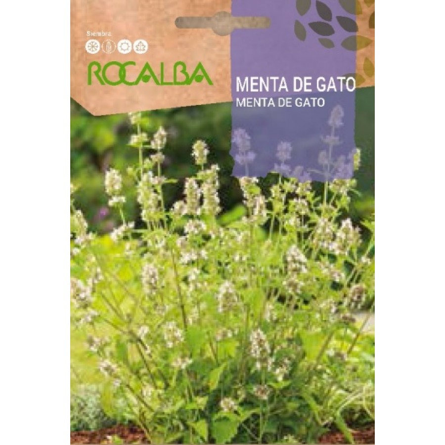 S.MENTA DE GATO ROCALBA AROMATICA S.MENTA DE GATO ROCALBA AROMATICA