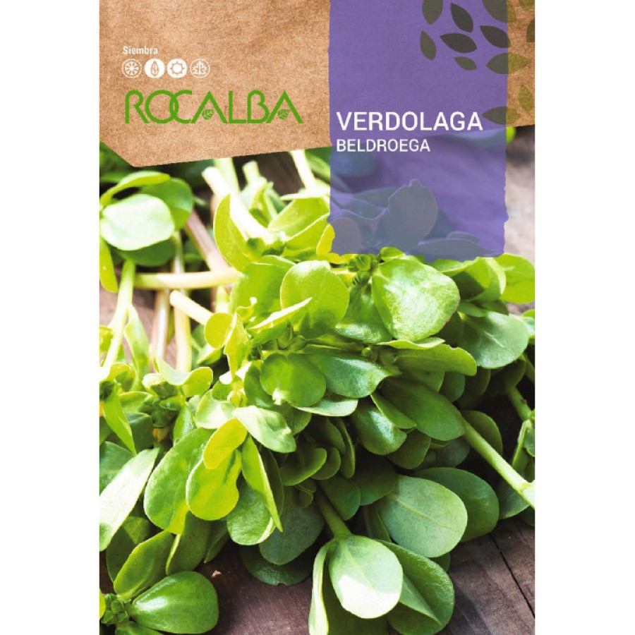 S.BELDROEGA ROCALBA
