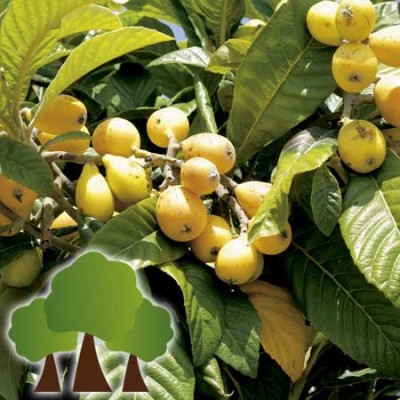 S.ARVORE FRUTO -NESPEREIRA EM VASO