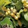 S.ARVORE FRUTO -NESPEREIRA EM VASO