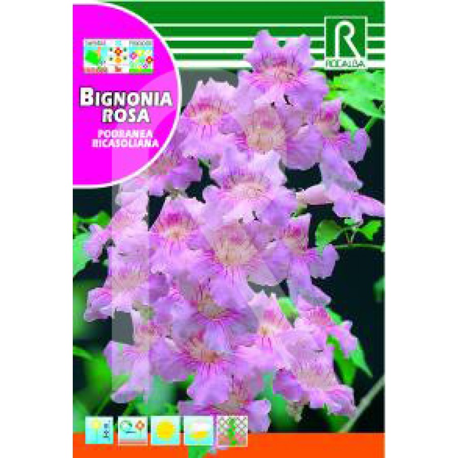 S.BIGNONIA ROCALBA ROSA