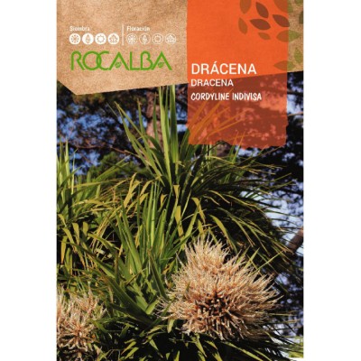 S.DRACAENA ROCALBA