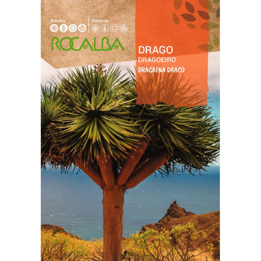 S.DRAGOEIRO ROCALBA S.DRAGOEIRO ROCALBA